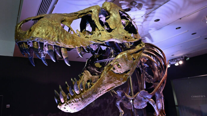 Kostra Tyranosaurus Rex za $32 milionů nejdražší vydražená fosílie všech dob