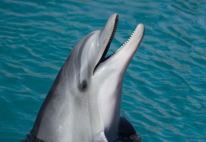 Delfín zemřel na pláži po obtěžování návštěvníky