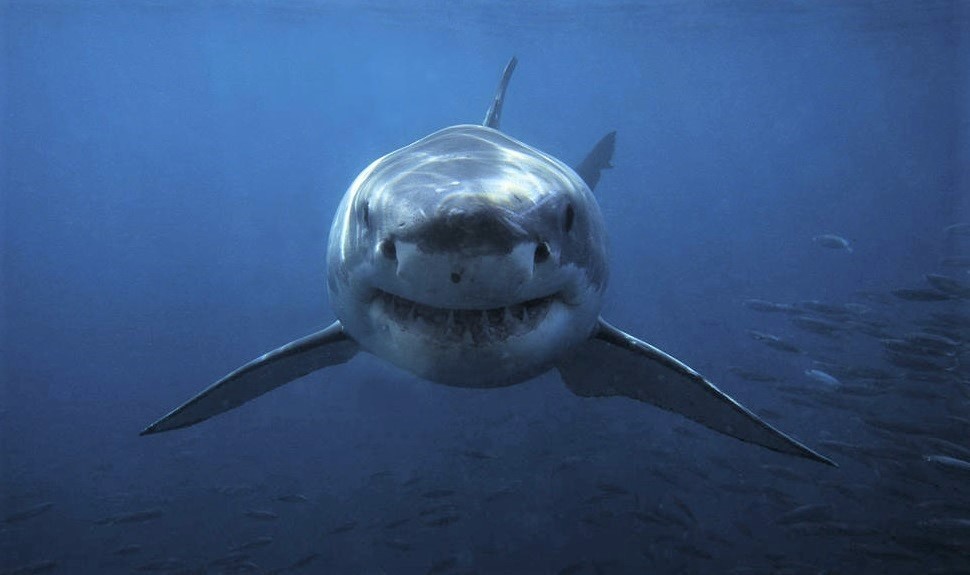 Žralok žraloci kolik lidí zabijí