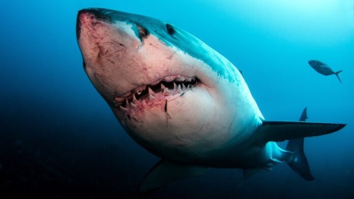 Žralok žraloci kolik lidí zabijí